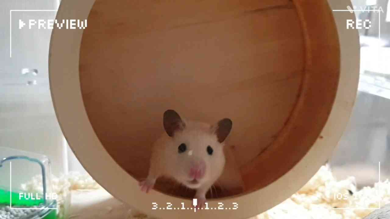 hamster_wow - KineMaster